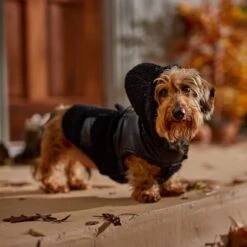 Frisco Medium Weight Faux Leather Dog & Cat Parka With Faux Fur Trimmed Hood, Black -Cat Supply Store 719798 PT7. AC SS1800 V1692376307