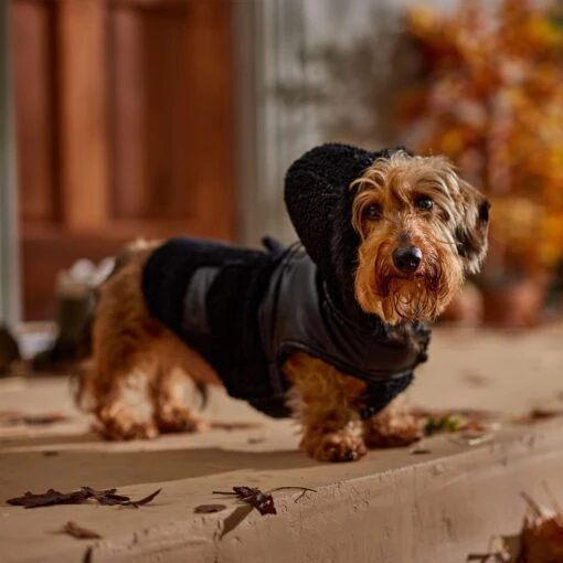 Frisco Medium Weight Faux Leather Dog & Cat Parka With Faux Fur Trimmed Hood, Black -Cat Supply Store 719798 PT7. AC SS1800 V1692376307