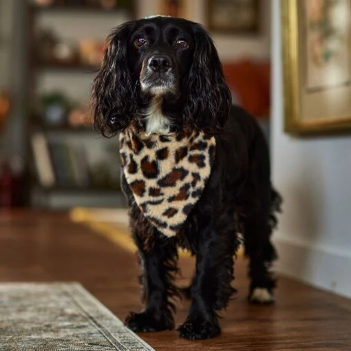 Frisco Leopard Faux Fur Dog & Cat Bandana -Cat Supply Store 733894 PT6. AC SS1800 V1692378099