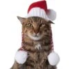 Frisco Chunky Knit Santa Dog & Cat Hat -Cat Supply Store 744878 MAIN. AC SS1800 V1694812847