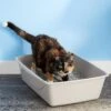 Petmate Litter Pan, Color Varies -Cat Supply Store 81230 MAIN. AC SS1800 V1565284650