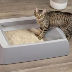 O.R.I./GRAYSTONE NATURAL Granular Tofu Uncented Cat Litter For Automatic Self-cleaning Litter Box Robots, 18-lb Bag, Case Of 4 -Cat Supply Store 867382 PT3. AC SS1800 V1687887272