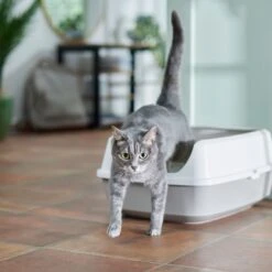 Frisco Open Top Cat Litter Box With Rim, Large & Frisco Plastic Litter Scooper With Caddy -Cat Supply Store 947526 PT1. AC SS1800 V1693921607